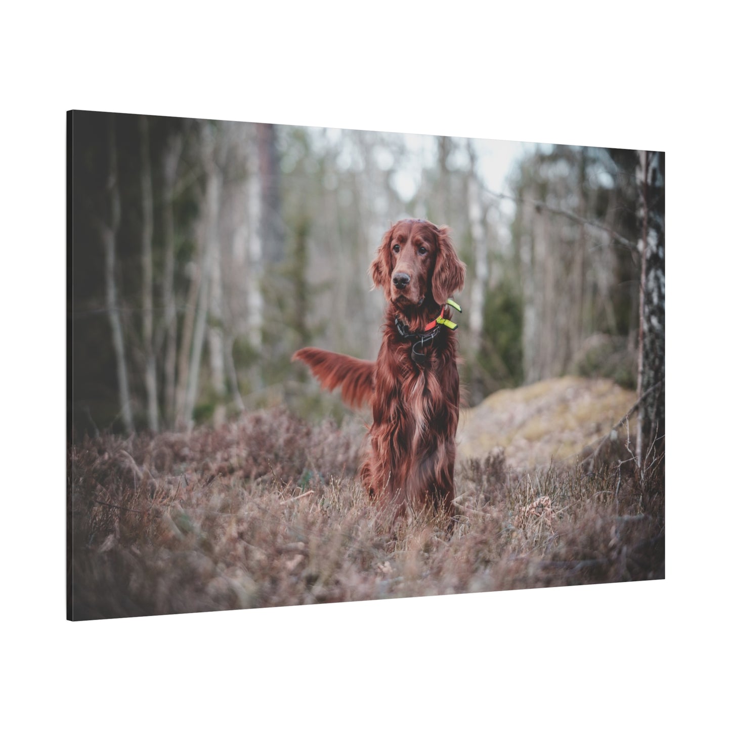 Adorable Mischievous Irish Setter Dog Canvas Wall Art - Perfect for Dog Lovers