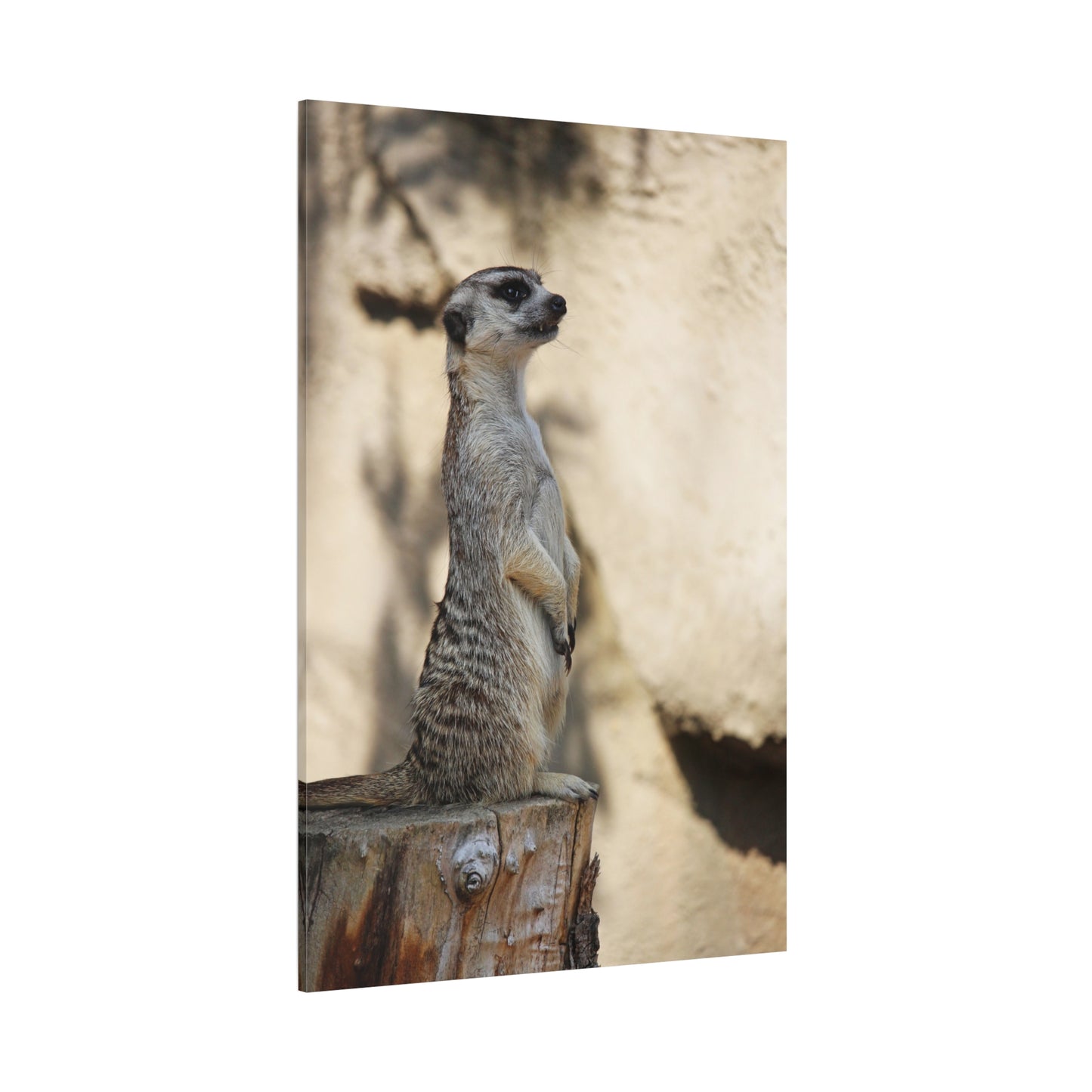 Charming Meerkat – A Striking Portrait of Nature’s Watchful Guardian