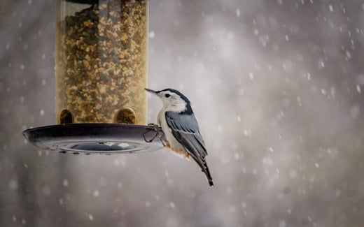 How to Feed Wild Birds