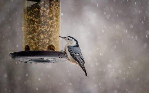 How to Feed Wild Birds - ART OF ROYALS