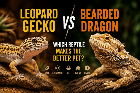 Leopard Gecko vs Bearded Dragon: Which Reptile Makes the Better Pet? | ArtOfRoyals - ART OF ROYALS