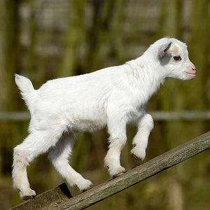 Goat Canvas Wall Art