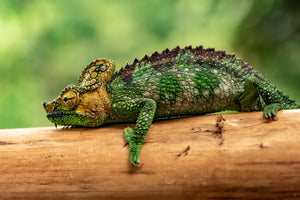 Chameleon Canvas Wall Art