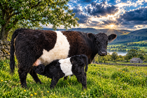 Belted Galloway Canvas Wall Art