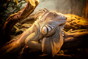 Lizard Canvas Wall Art