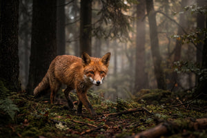 Fox Canvas Wall Art