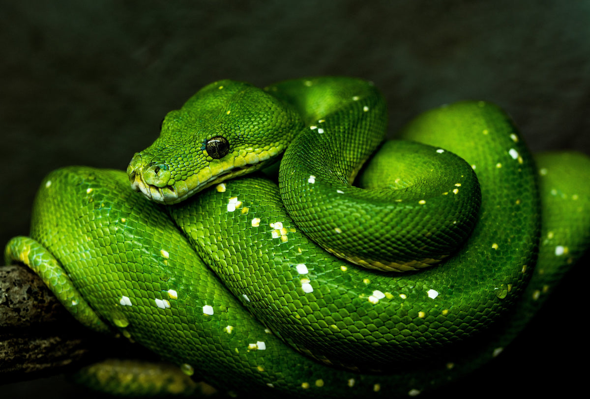 Reptiles Canvas Wall Art - ART OF ROYALS