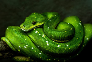 Reptiles Canvas Wall Art