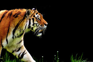 Wildlife Canvas Wall Art