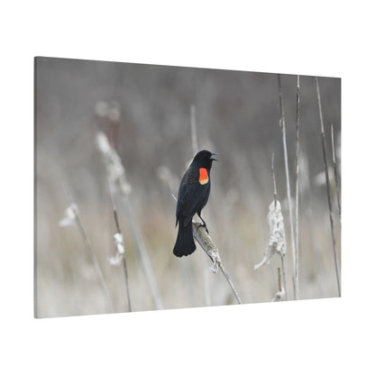 Red-Winged Blackbird Canvas Wall Art – Striking Wildlife Elegance