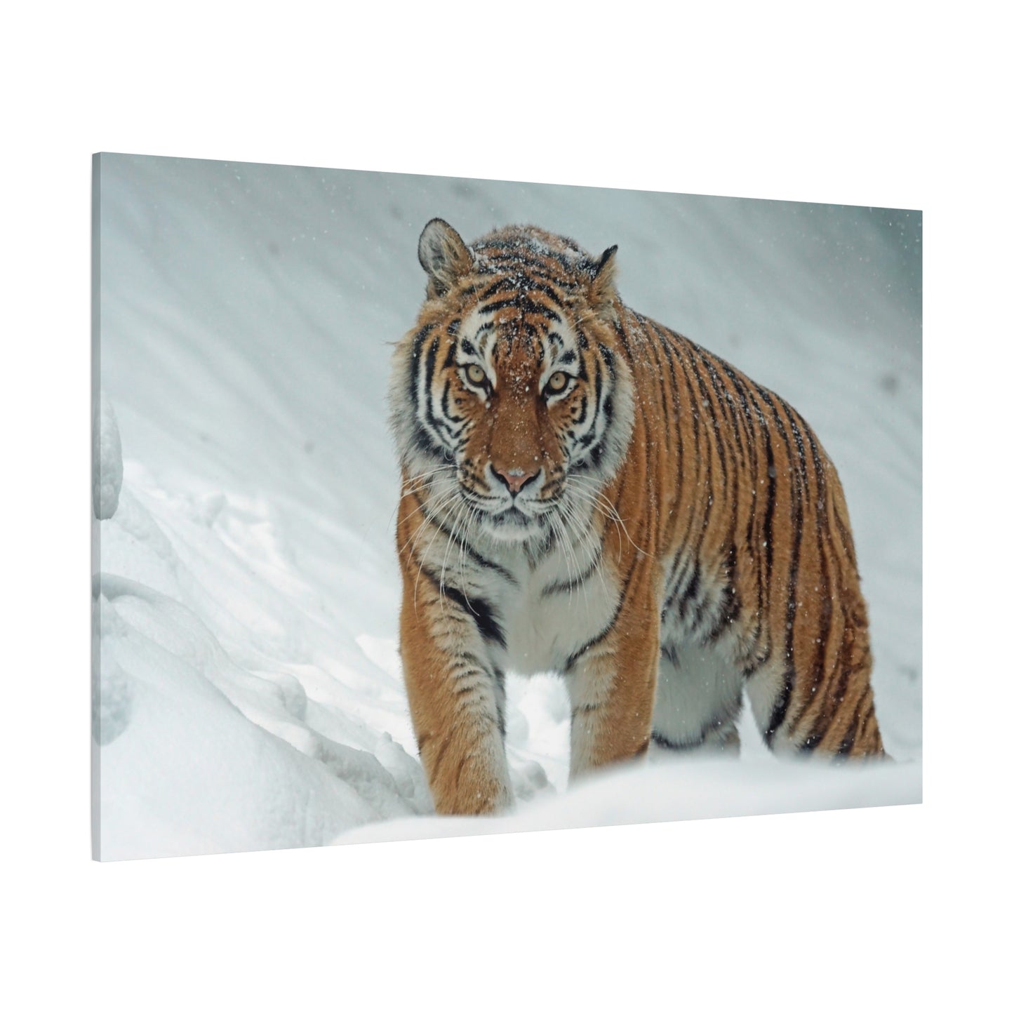 Siberian Tiger Canvas Wall Art – Majestic Predator in Snowy Wilderness