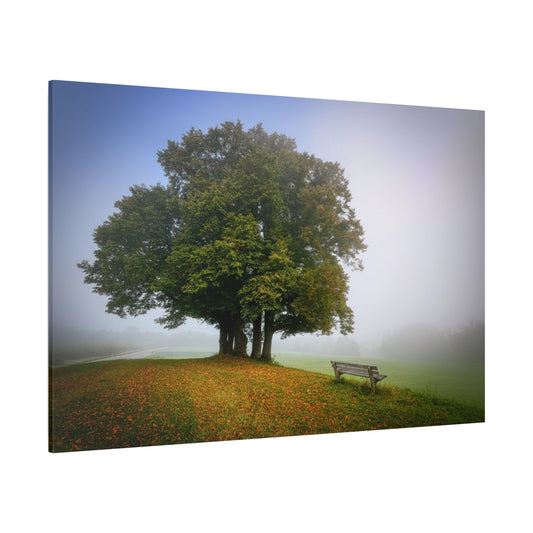 Serene Meadow Escape – A Bench Beneath the Lone Tree