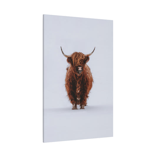 Winter Highland Cattle – Rustic Animal Photography Print