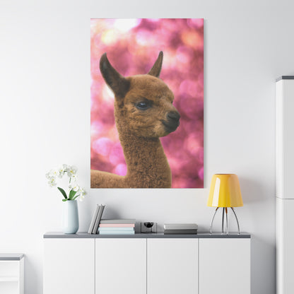 Adorable Alpaca Foal Canvas Wall Art – Nature’s Whimsical Charm