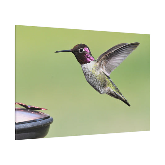 Graceful Hummingbird in Flight Canvas Wall Art – Serene Wildlife Decor for Modern Interiors