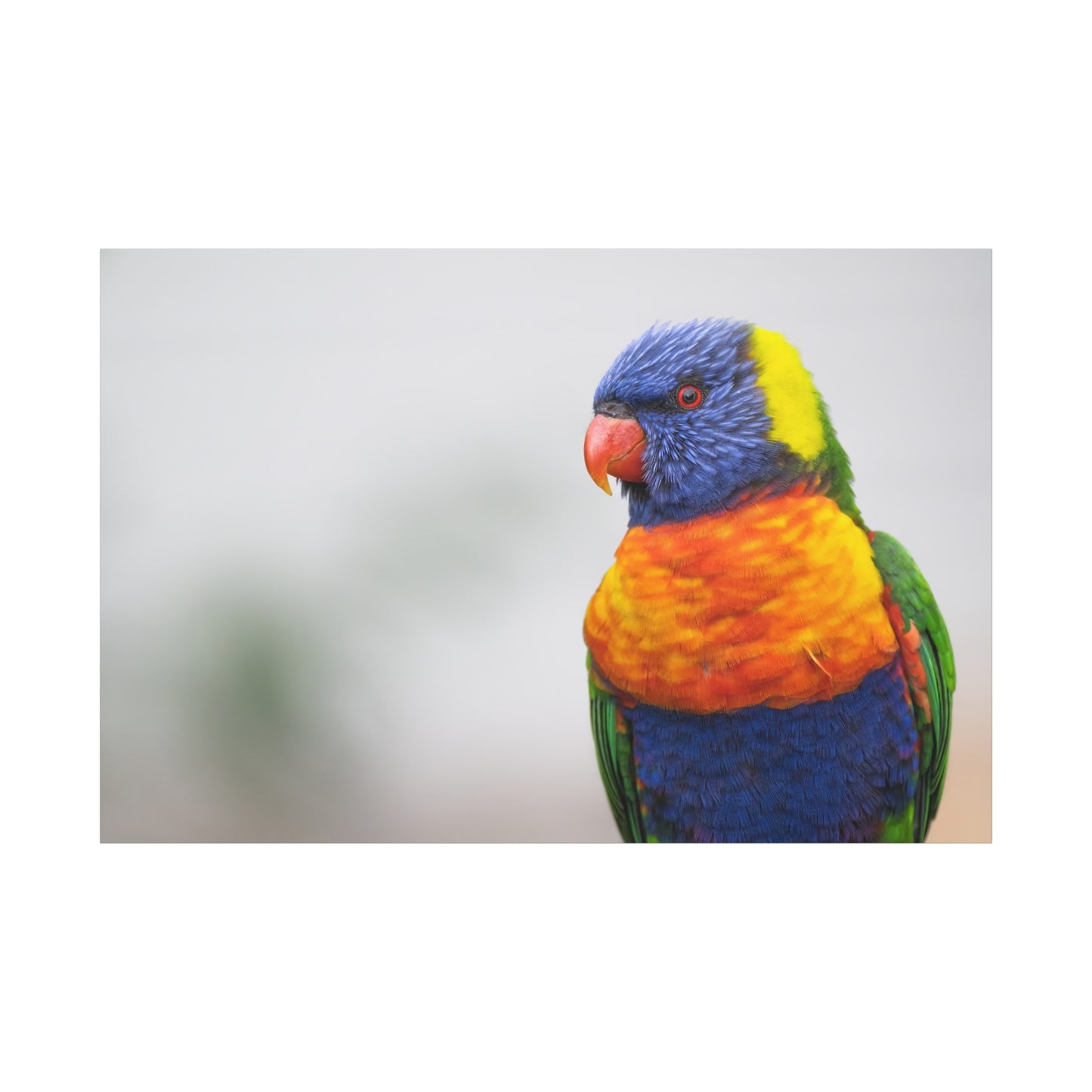 Radiant Rainbow Lorikeet Canvas Art – Tropical Beauty for Your Walls