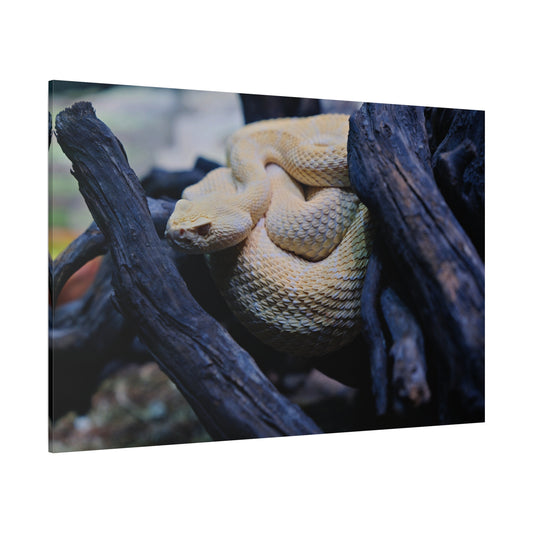 Western Diamondback Rattlesnake – Striking Wildlife Photography Print