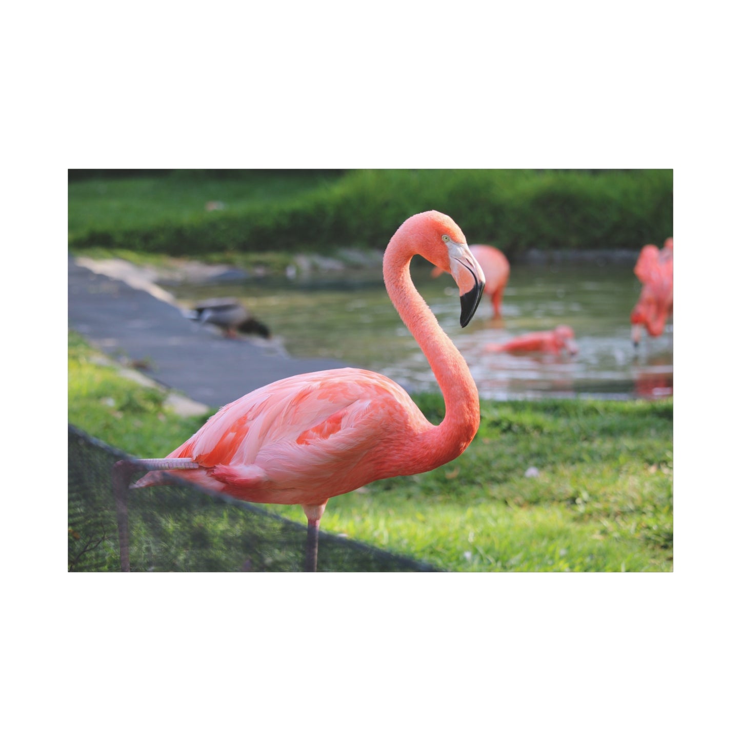 Graceful Flamingo Canvas Wall Art – Vibrant Pink Bird Decor for Home and Office Spaces