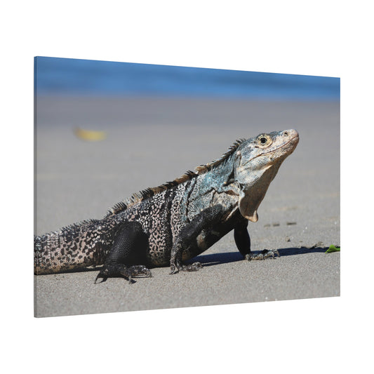 Iguana Lizard Reptile Beach Canvas Wall Art