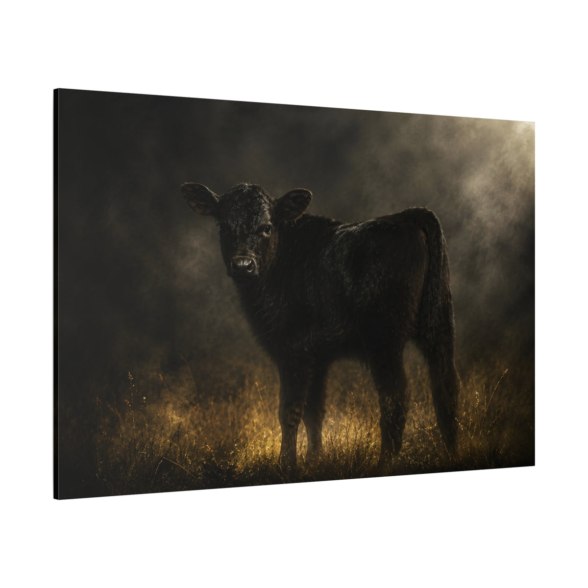 Backlit Black Angus Calf Wrapped Canvas Wall Art – Moody Fine Art Cattle Photography Print - ART OF ROYALS
