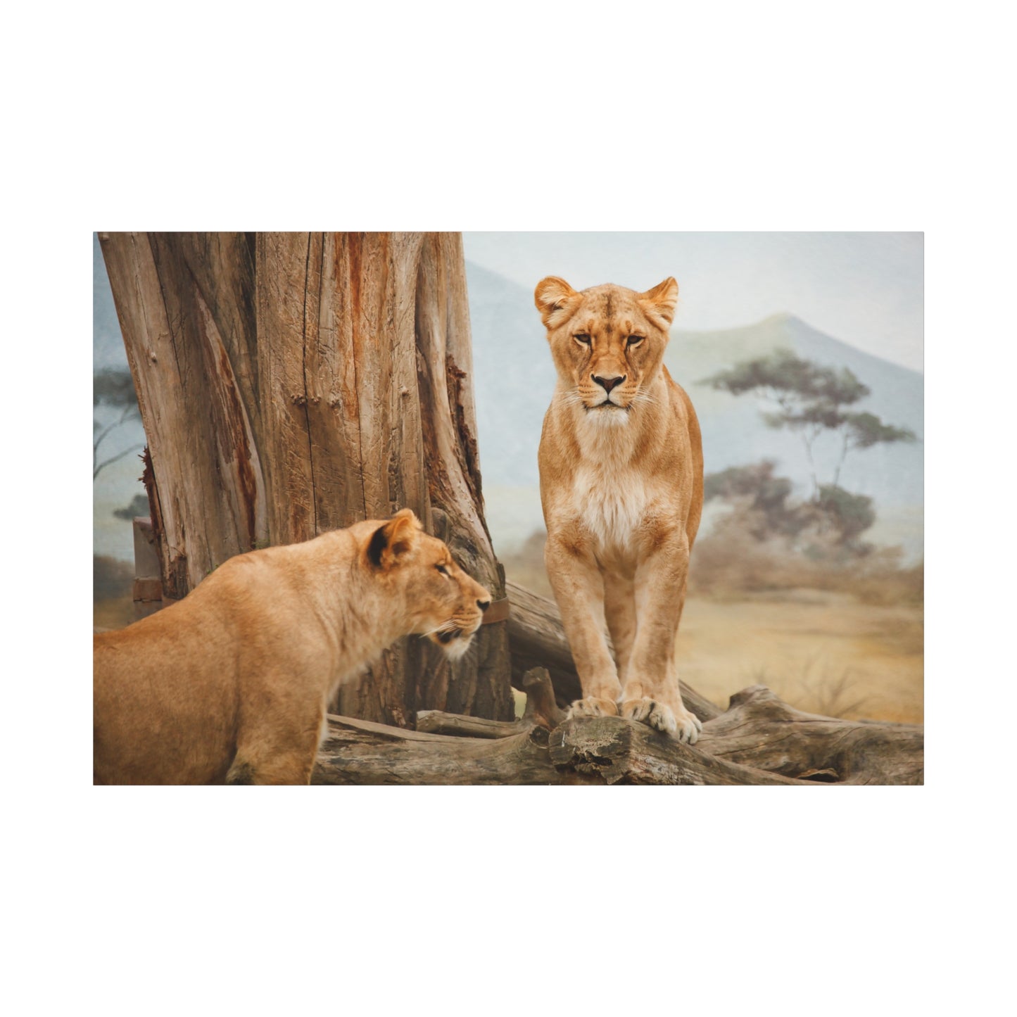 Graceful Lioness Canvas Wall Art – Wildlife-Inspired Décor