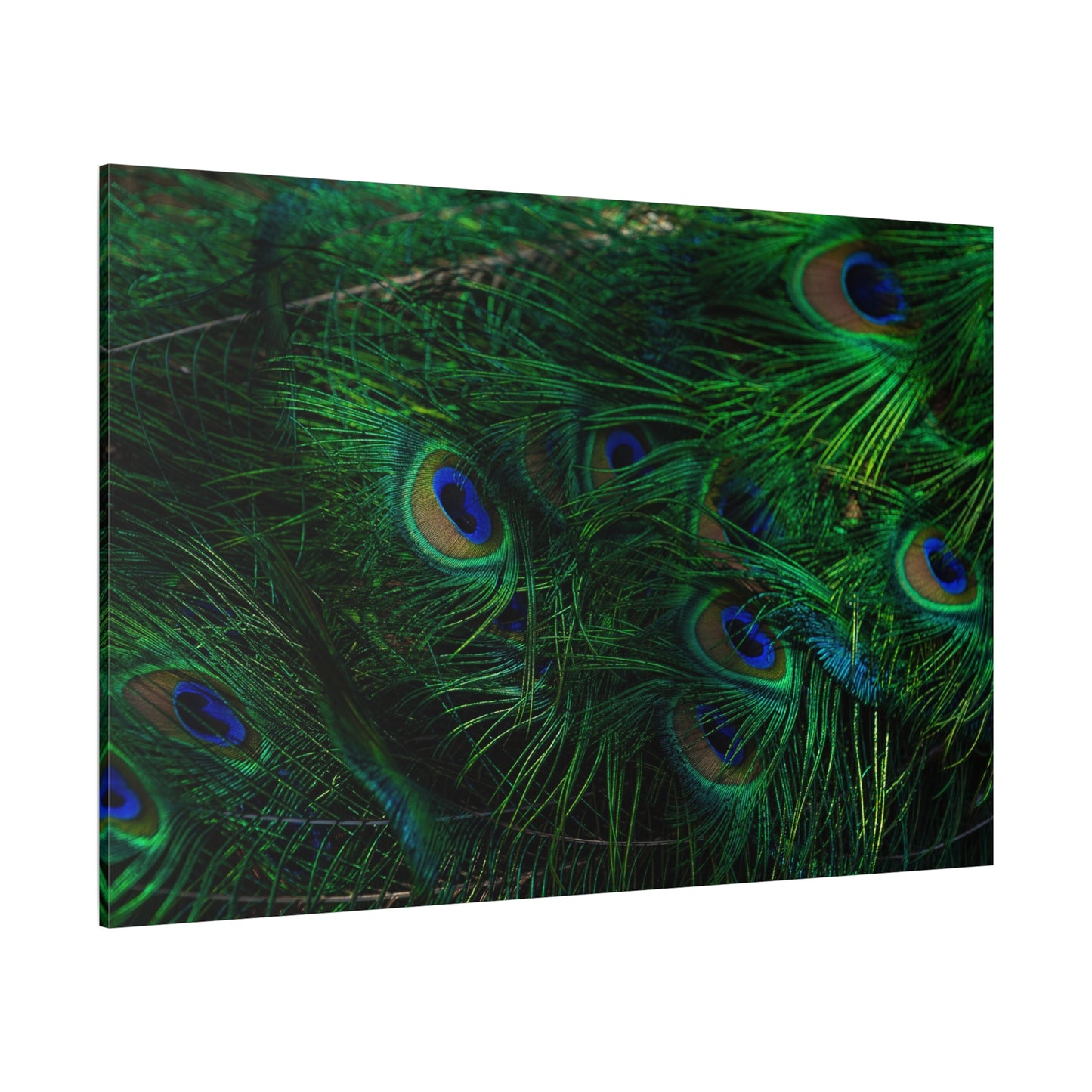 Elegant Peacock Feather Canvas Wall Art – Vibrant Wildlife Decor for Home & Office Spaces