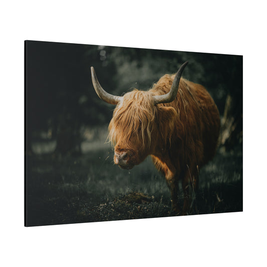 Highland Cattle – Majestic Animal Photography Print