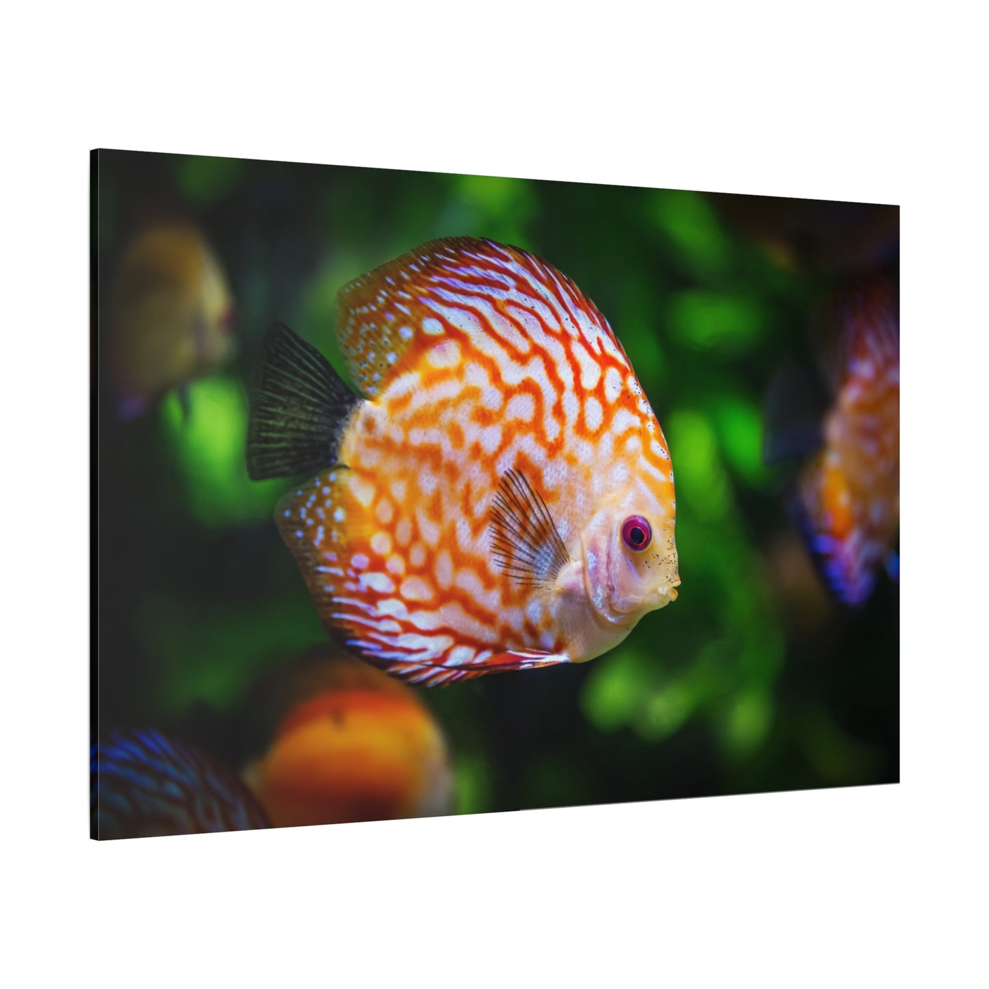 Vibrant Discus Fish Canvas Wall Art – Exotic Aquarium Wildlife Print for Tranquil Spaces