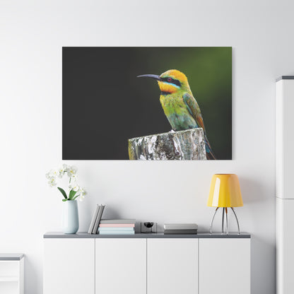 Rainbow Bee-Eater Canvas Wall Art – A Burst of Colorful Elegance