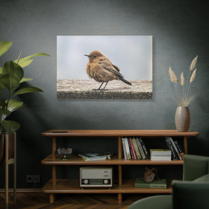 Indian Chat Bird Canvas Wall Art