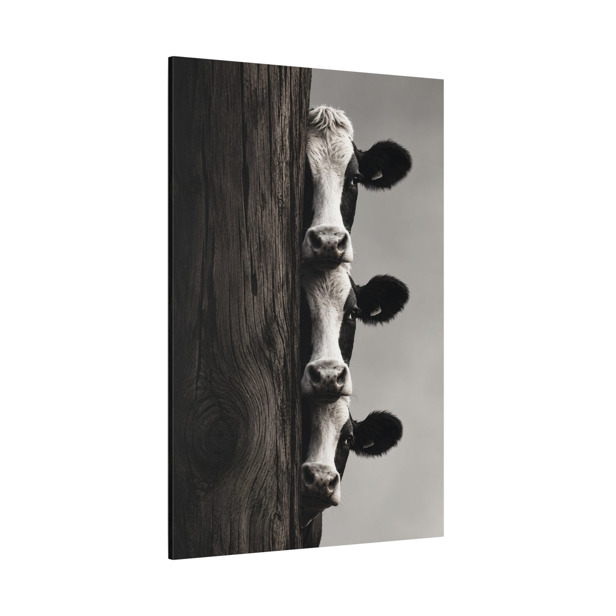 Cows Peeking Around Post Wrapped Canvas Wall Art – Playful Black and White Photography Print - ART OF ROYALS