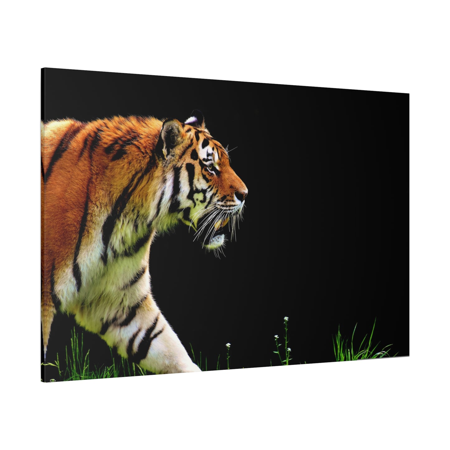 Fierce Tiger Canvas Wall Art – Power and Elegance of the Wild