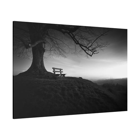 Solitary Tree & Bench – A Moment of Peace