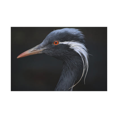 Demoiselle Crane Canvas Wall Art