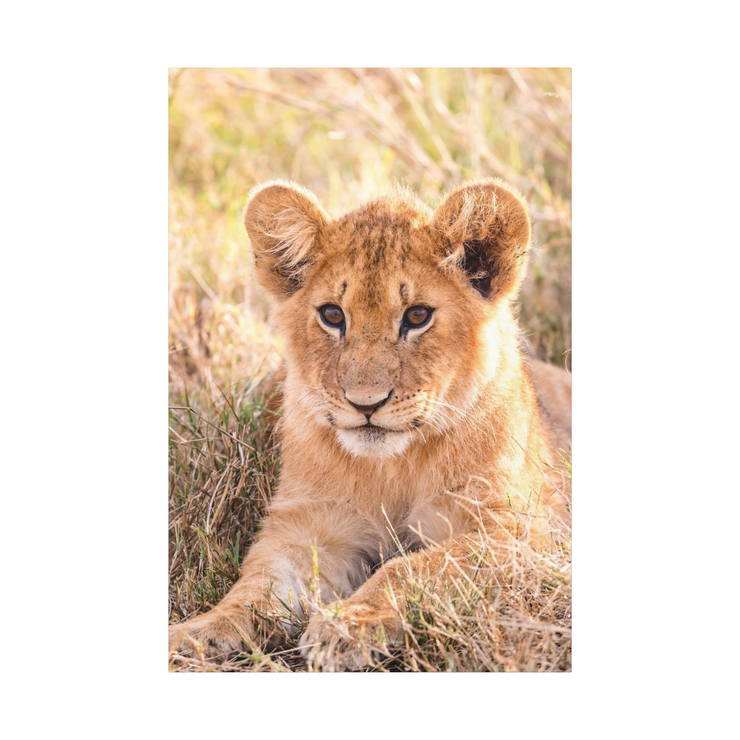 Adorable Lion Cub Canvas Wall Art – A Symbol of Youthful Majesty