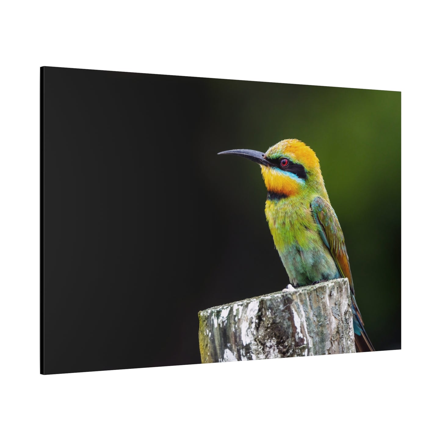 Rainbow Bee-Eater Canvas Wall Art – A Burst of Colorful Elegance