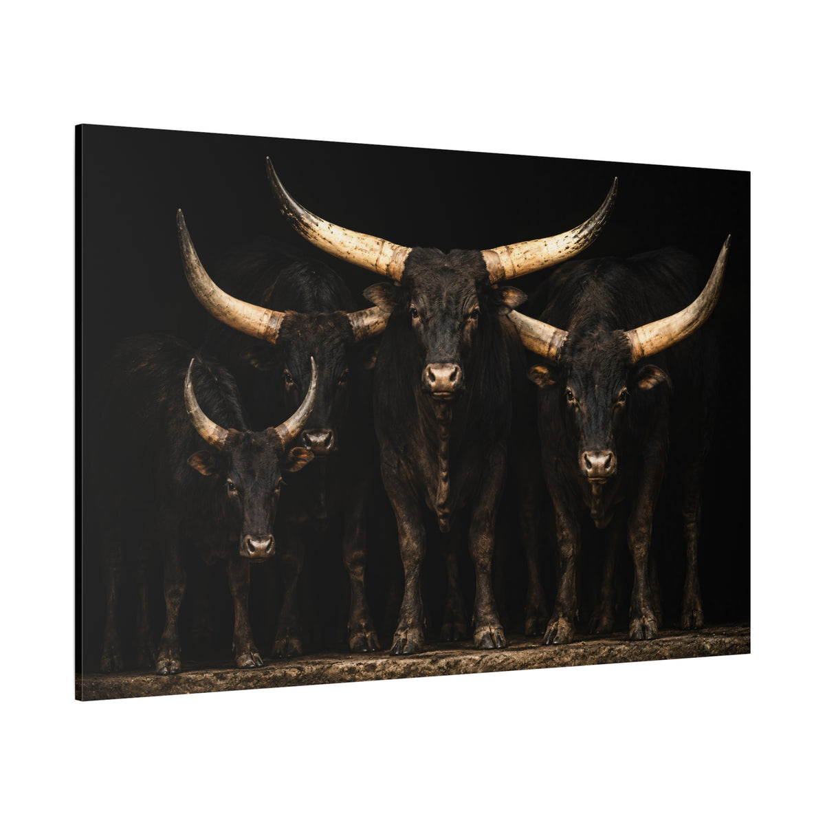 Dramatic Longhorn Herd Wrapped Canvas Wall Art – Bold Studio Cattle Portrait Print - ART OF ROYALS