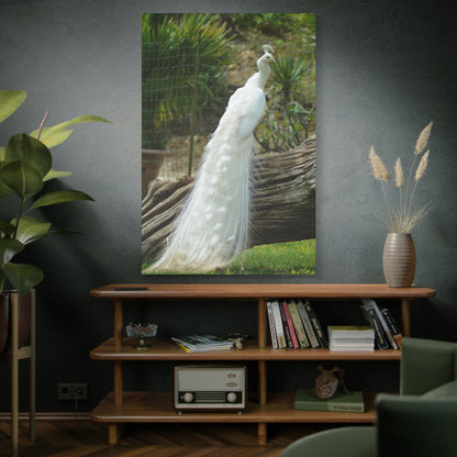 Graceful White Peacock Canvas Wall Art – Elegant Wildlife Decor for Sophisticated Spaces