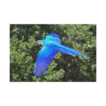 Majestic Flight: Blue Macaw Canvas Wall Art