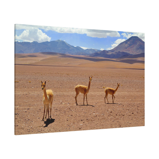 Majestic Guanaco Canvas Wall Art – Wildlife Elegance in the Wilds of Chile