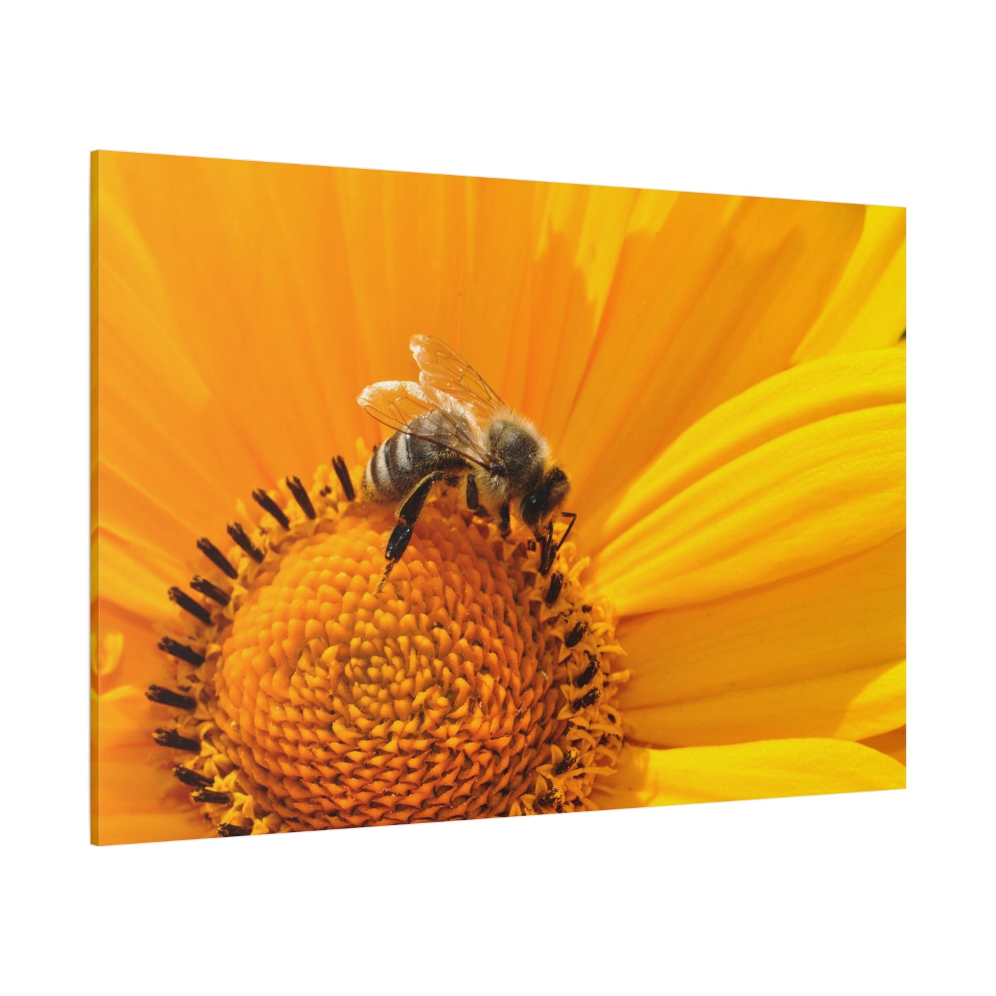 Delicate Honeybee on Flower Canvas Wall Art – A Tribute to Nature’s Pollinators