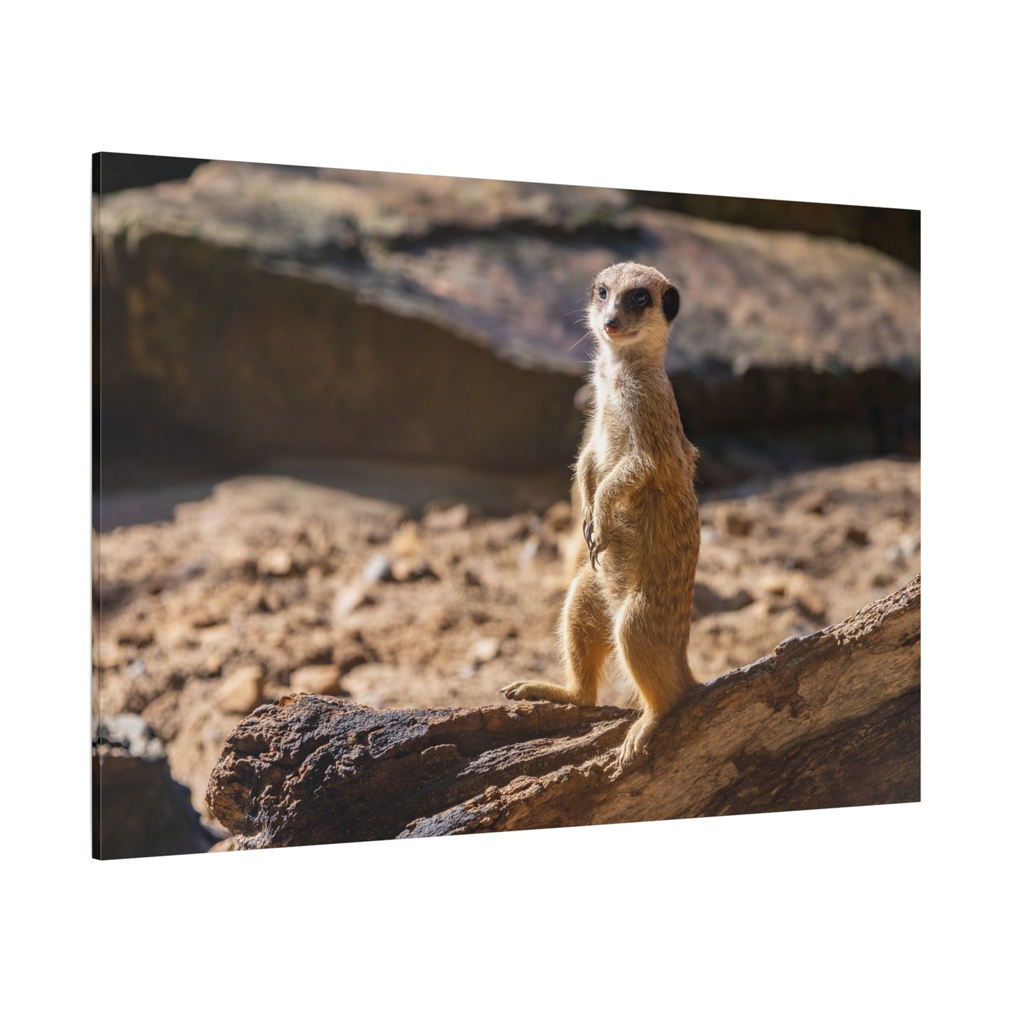 Vigilant Meerkat – A Striking Portrait of Nature’s Watchful Guardian