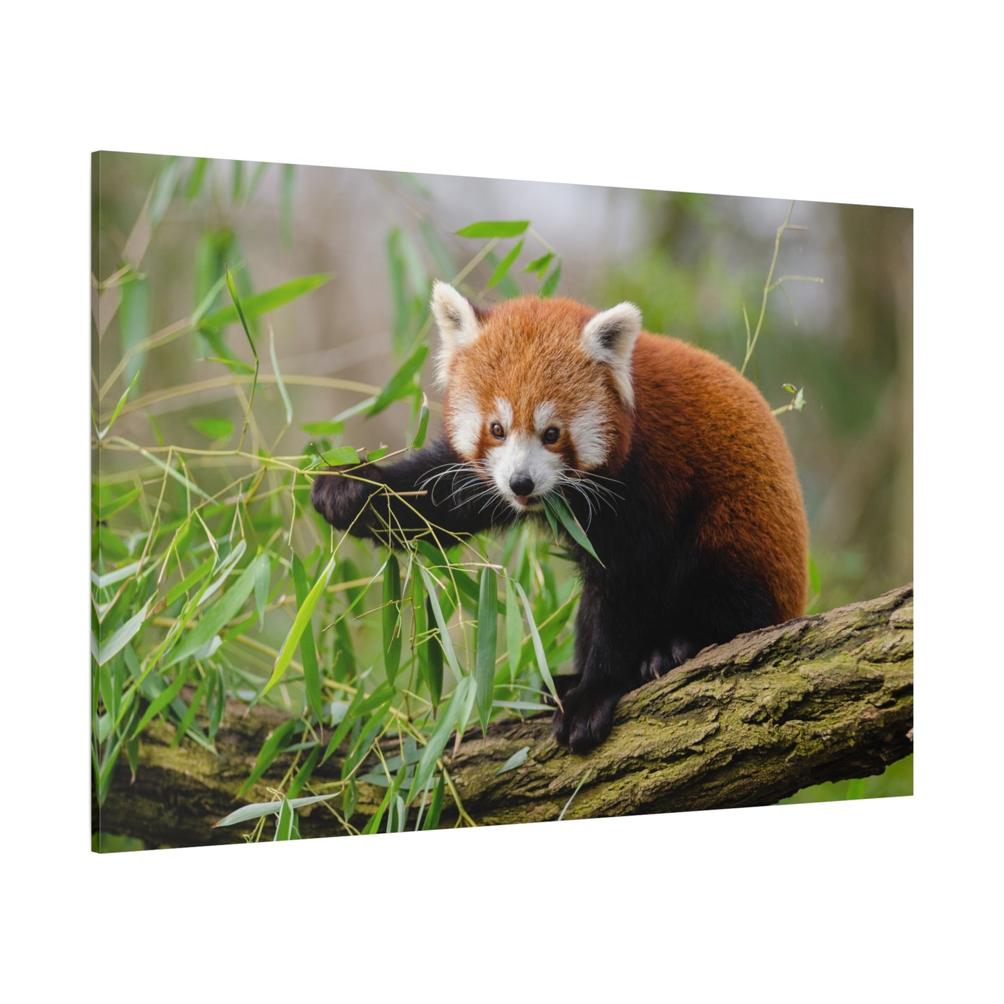 Adorable Red Panda Canvas Wall Art – Nature’s Charm and Elegance