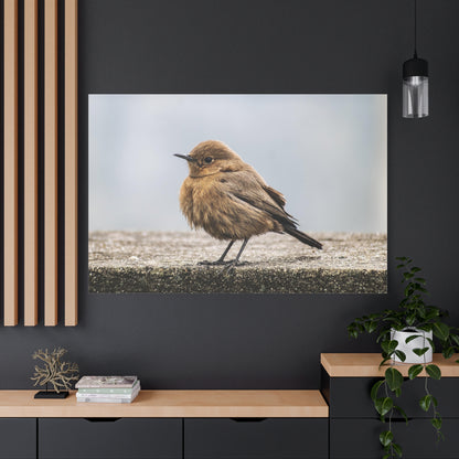 Indian Chat Bird Canvas Wall Art