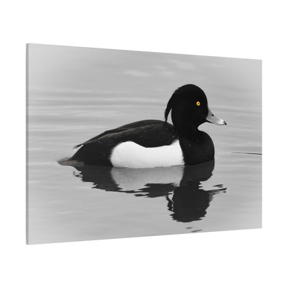 Tufted Duck Canvas Wall Art – Graceful Aquatic Beauty