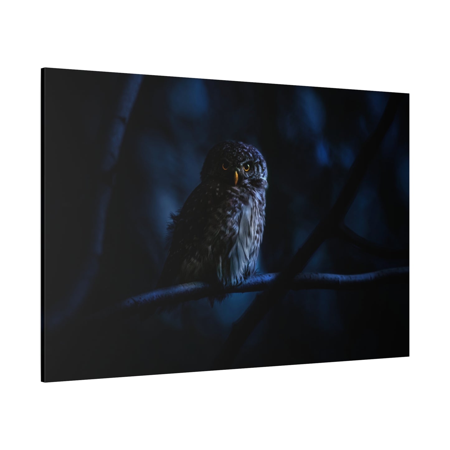 Mystical Eurasian Pygmy Owl Canvas Wall Art – Forest Wildlife