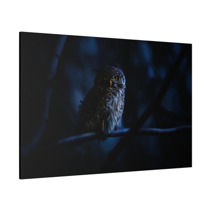 Mystical Eurasian Pygmy Owl Canvas Wall Art – Forest Wildlife