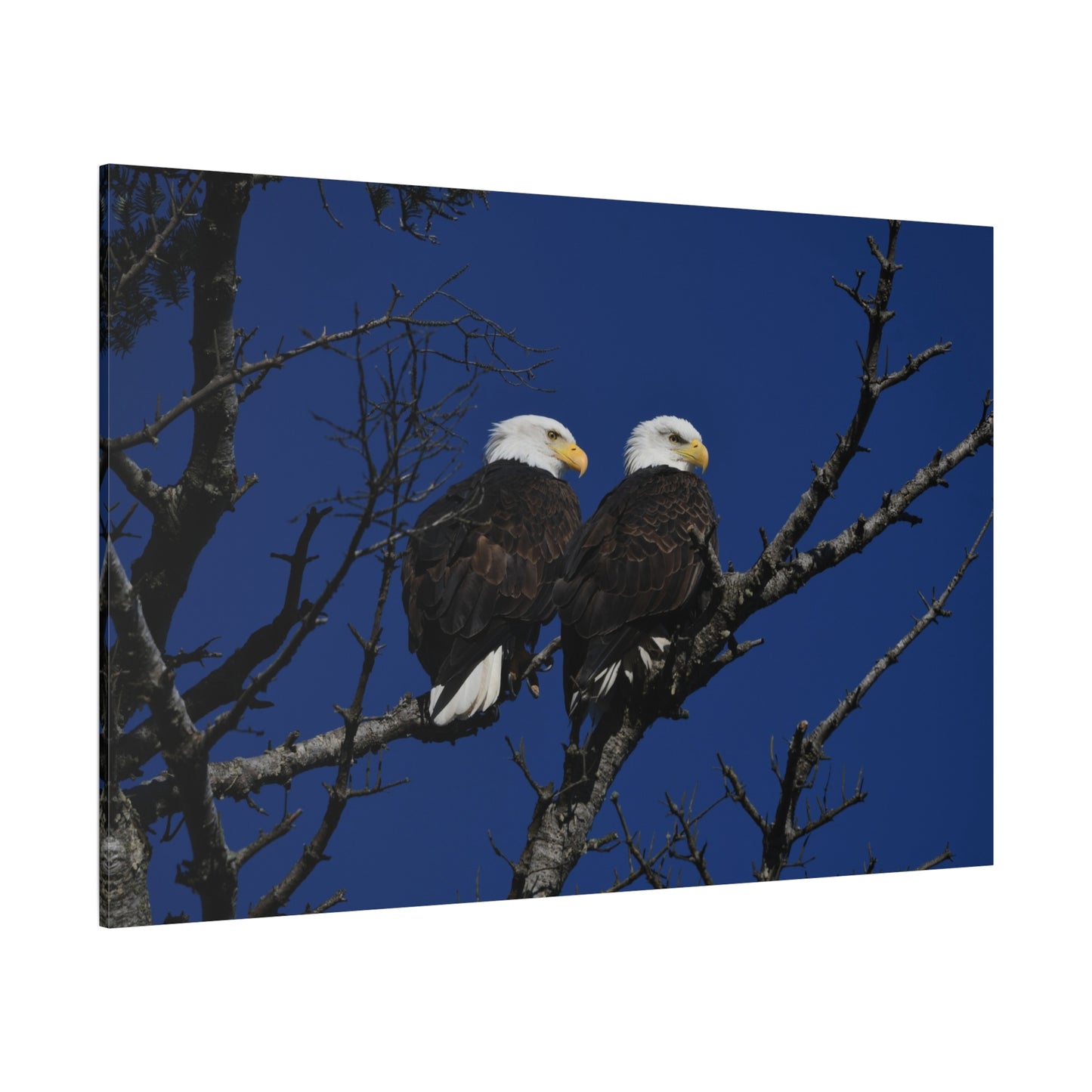 Majestic Bald Eagles – A Powerful Symbol of Freedom and Strength