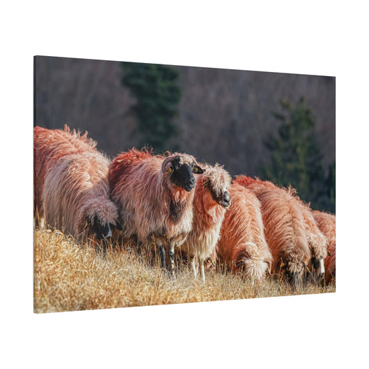 Serene Sheep Canvas Wall Art – Tranquil Mountain Pastures