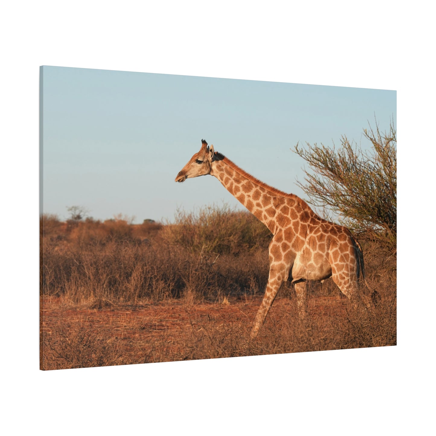 Graceful Giraffe Canvas Wall Art – A Majestic Symbol of the Wild